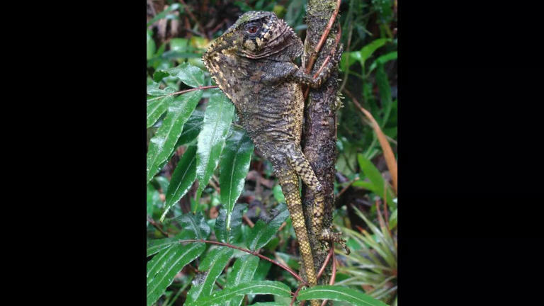 15 colour changing reptiles you didn't know about