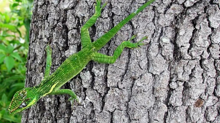 15 colour changing reptiles you didn't know about