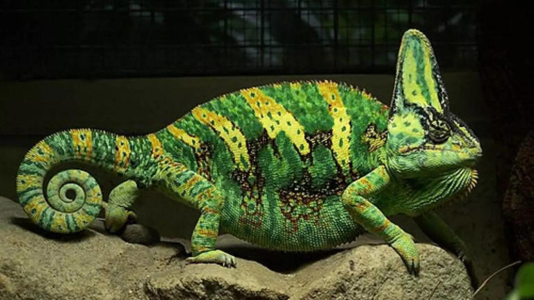 15 colour changing reptiles you didn't know about