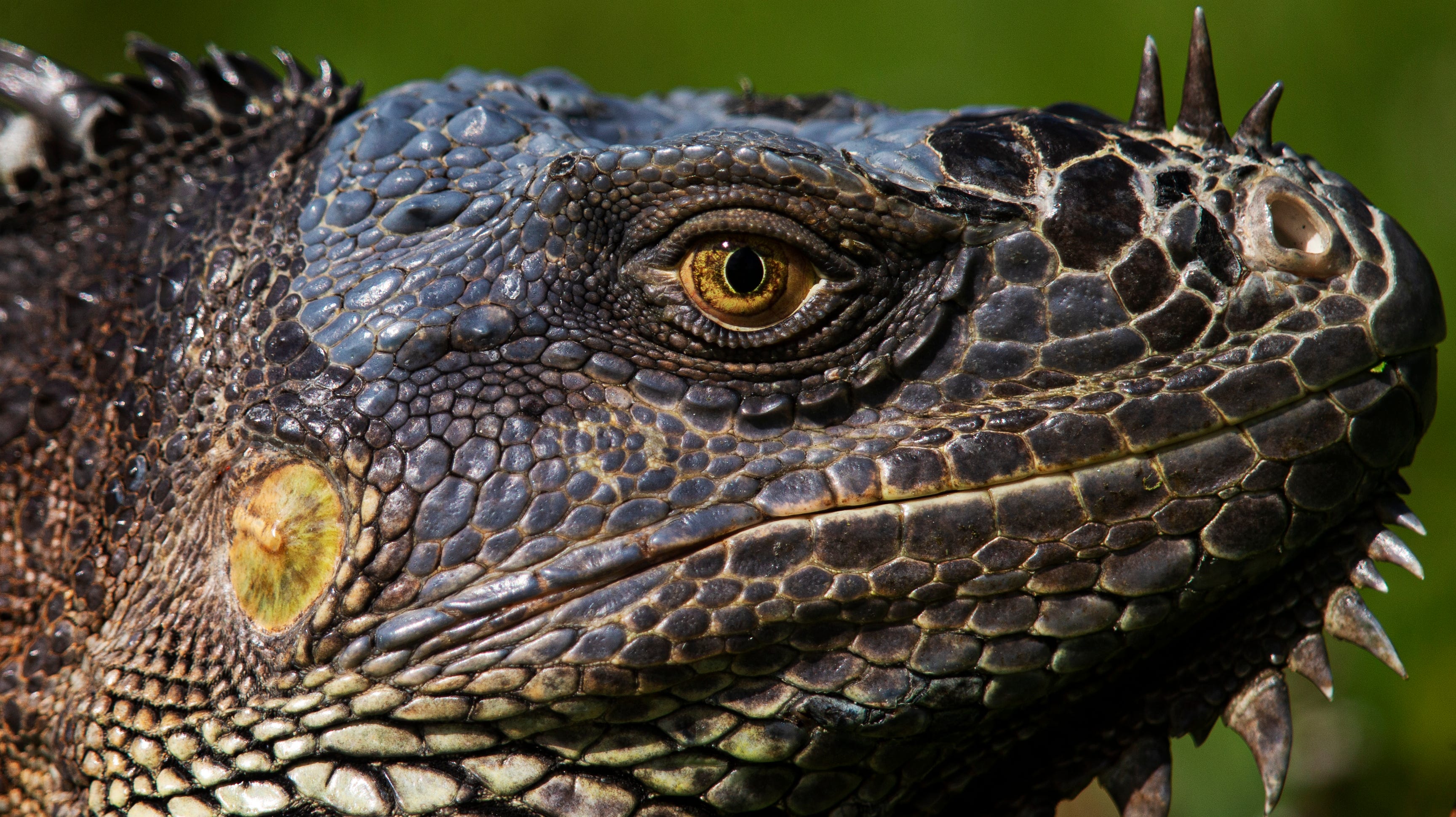 10 invasive animal species wreaking havoc on Florida ecosystems