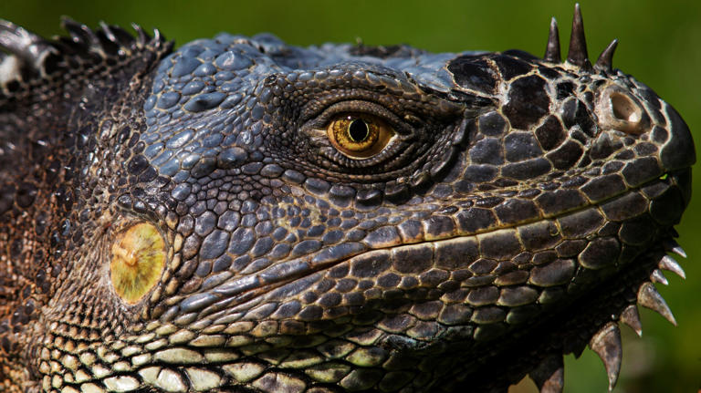 10 invasive animal species wreaking havoc on Florida ecosystems