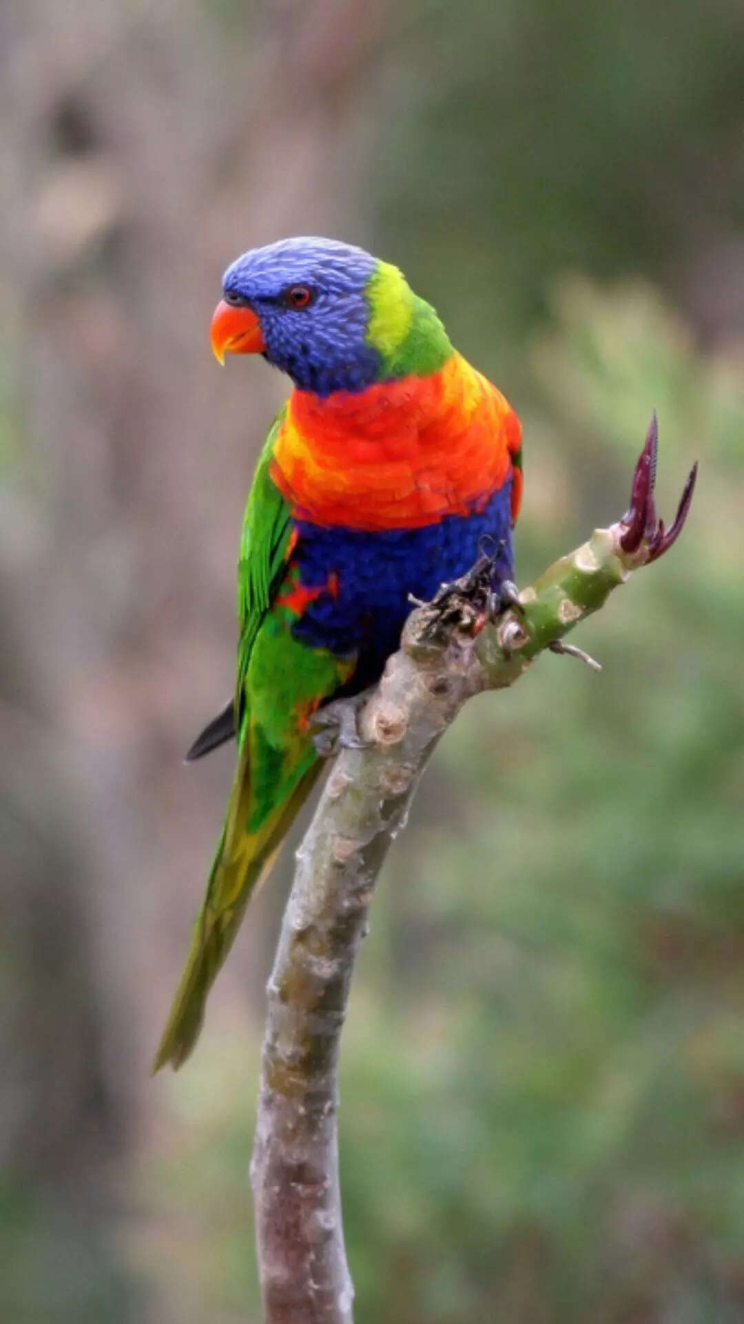 9 most colorful and beautiful birds you can have as pets