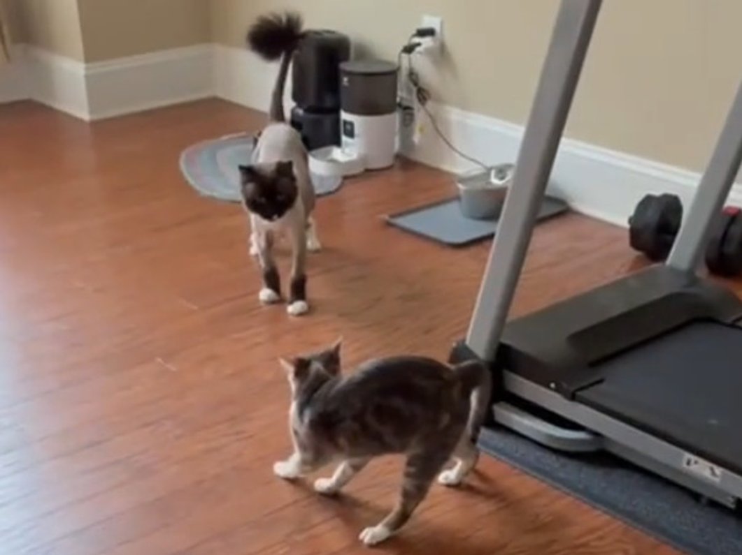 Cat shocks fellow cat with new haircut