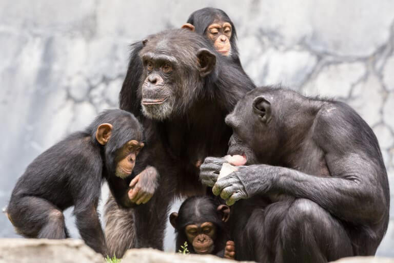 World Chimpanzee Day: the strength — and fragility — of chimp memory