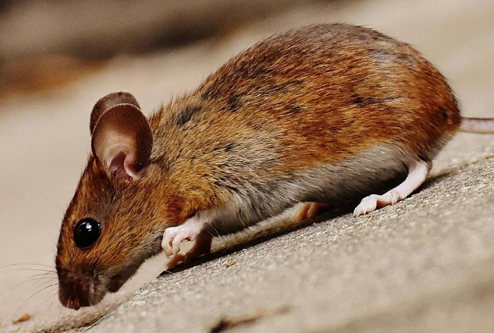 Keep Rats Away With These 20 Smells