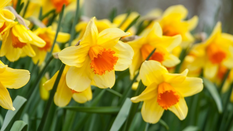 13 Beautiful Plants That Keep Rats Out Of The Garden