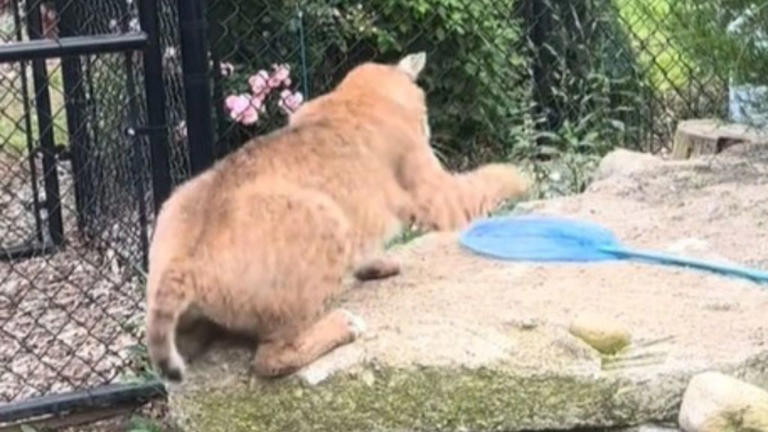 Do Bobcats Eat House Cats: Shocking Truth Revealed!