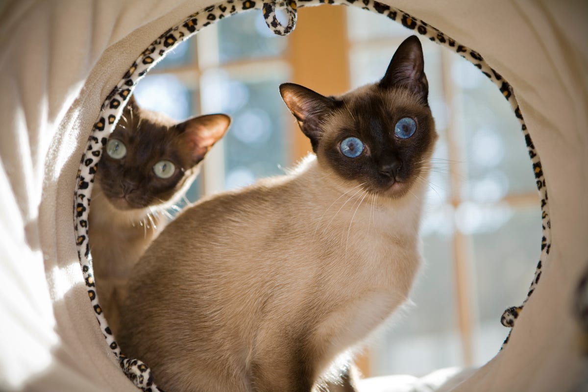 Tonkinese