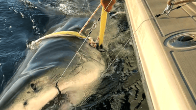 Massive great white shark weighing over 1,600 pounds detected about 50
