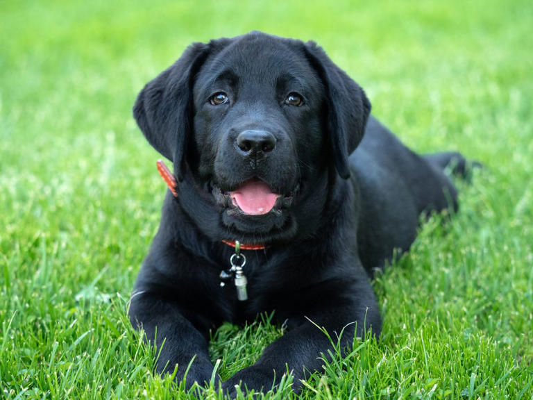These super smart dog breeds are always one paw ahead