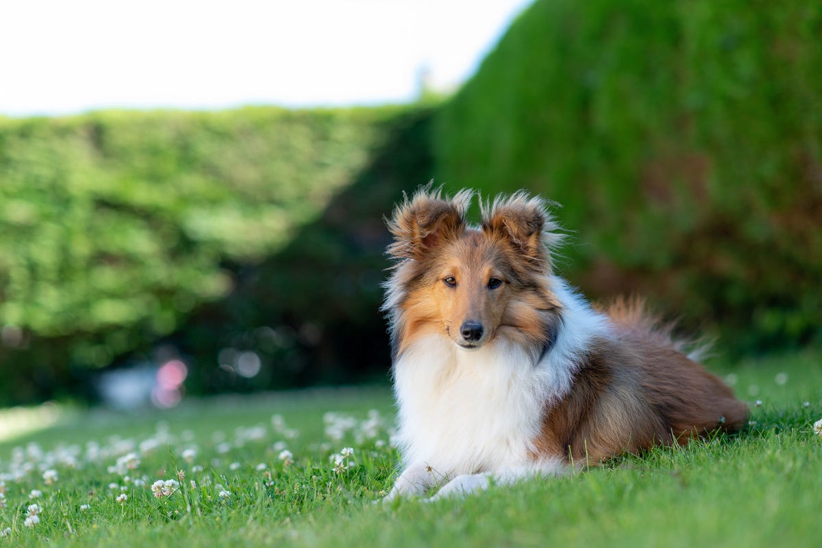Shetland Sheepdog