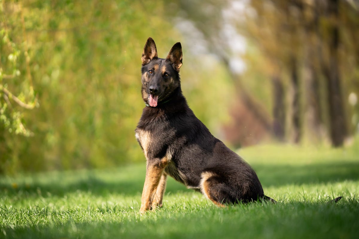Belgian Malinois