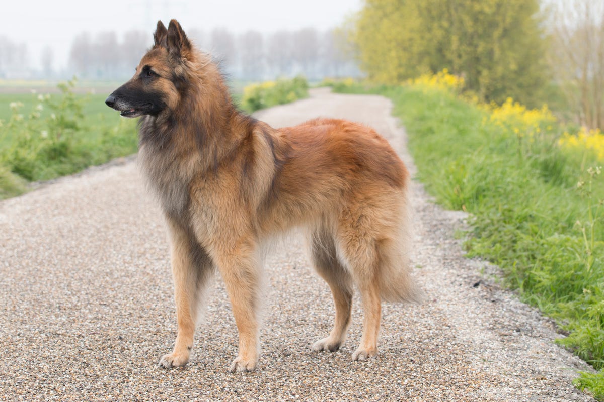 Belgian Tervurens