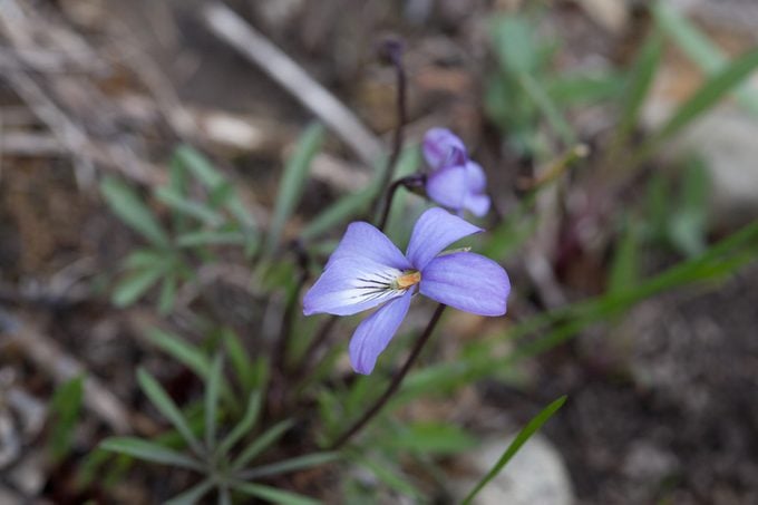 Sweet Light Blue Birdfoot Violet Wildflower Blooming On The Forest Floor