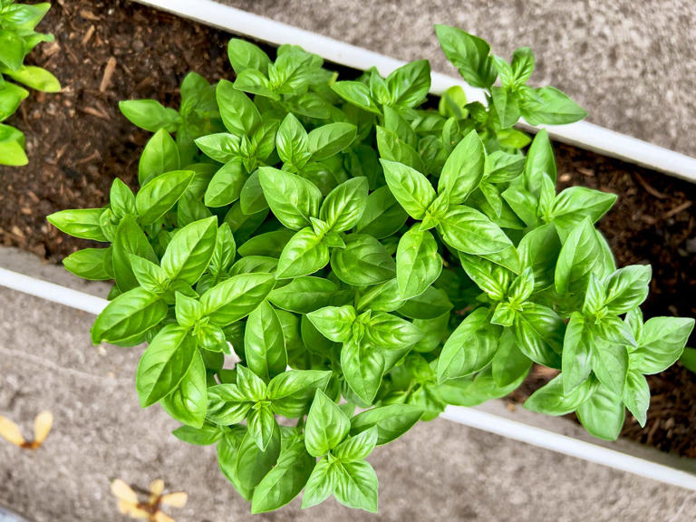 Here's How to Grow Fresh and Flavorful Basil at Home