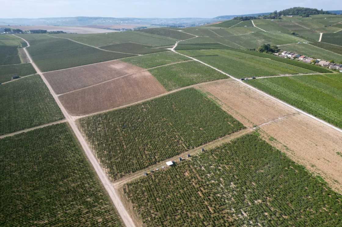 France jails three in champagne 'slaves' case