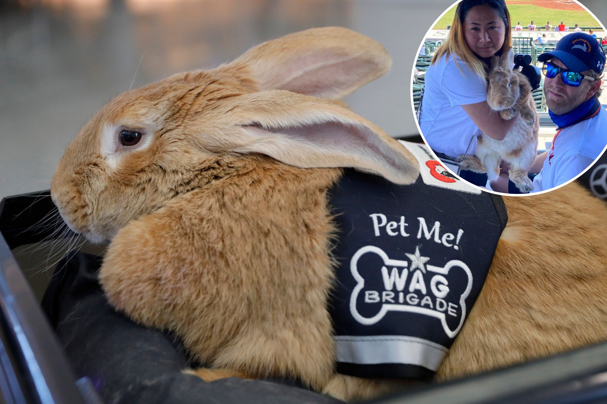 Alex the Great, sports’ cherished therapy bunny, dead after cancer battle
