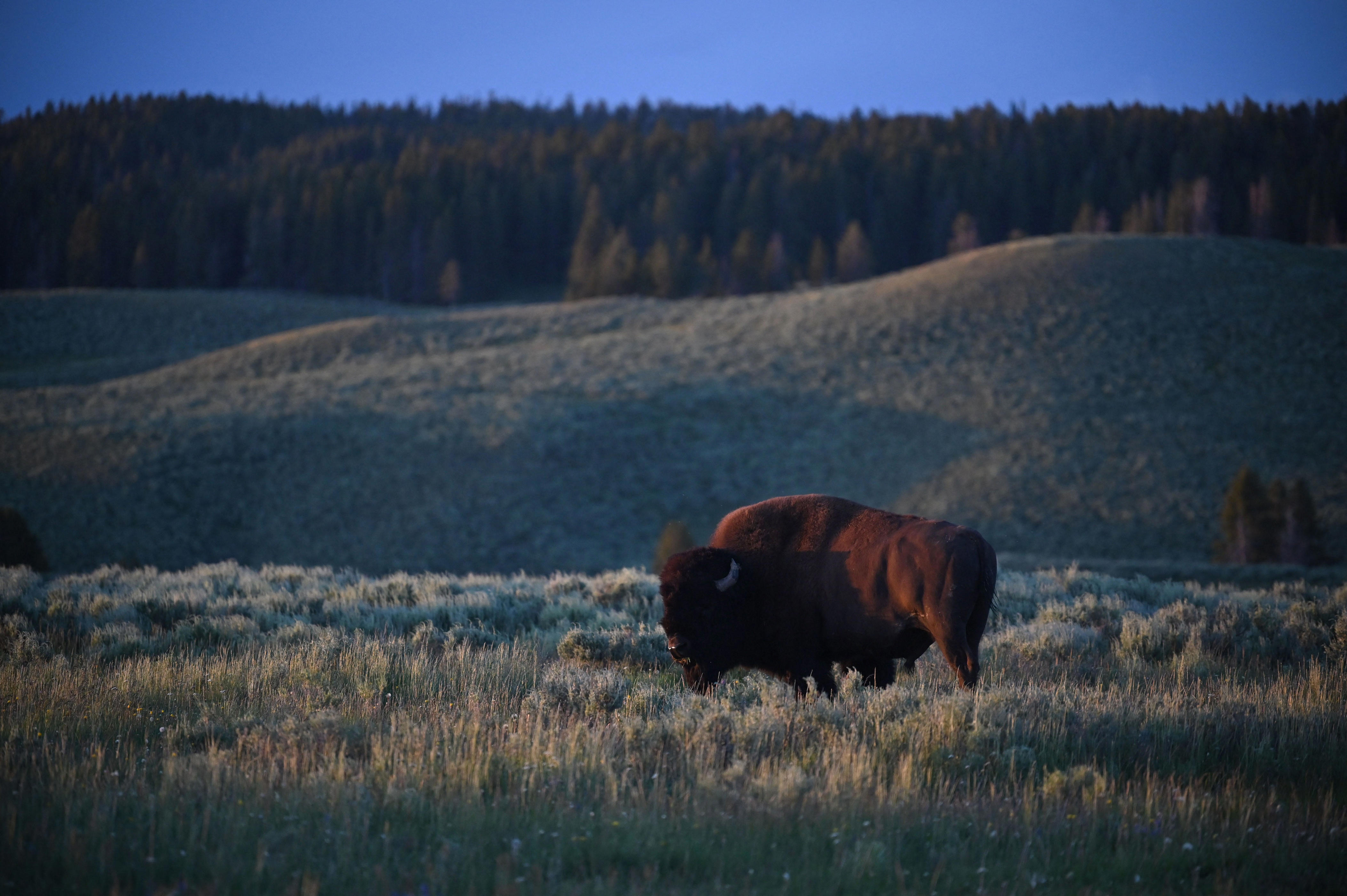 Yellowstone officials shut down rumors of animals leaving due to possible volcanic eruption