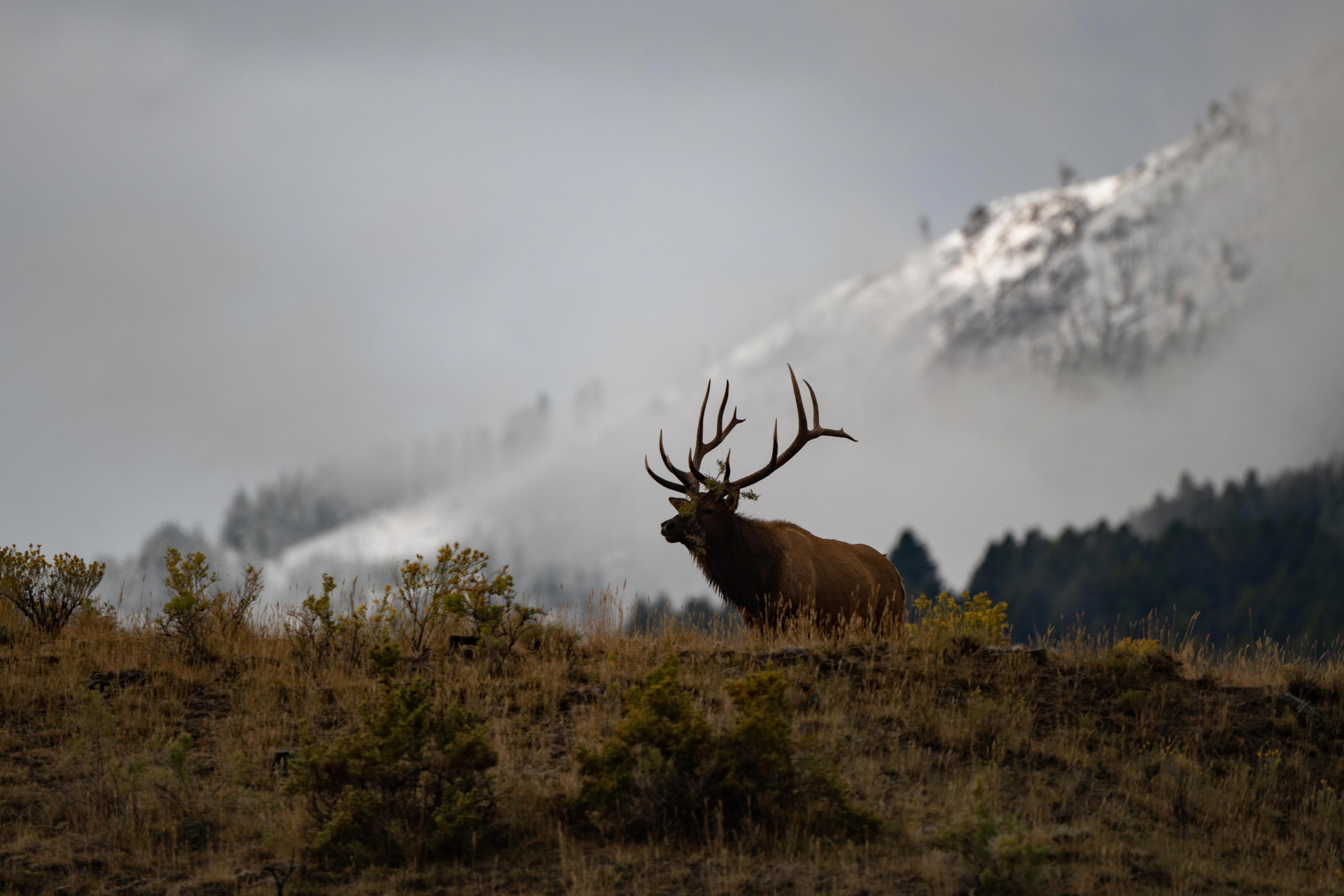 Yellowstone officials shut down rumors of animals leaving due to possible volcanic eruption