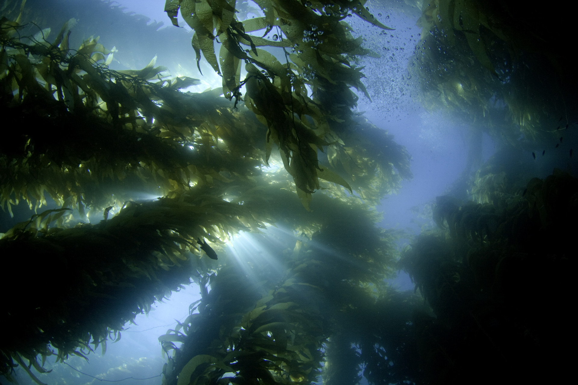 The amazing underwater world of the kelp forest