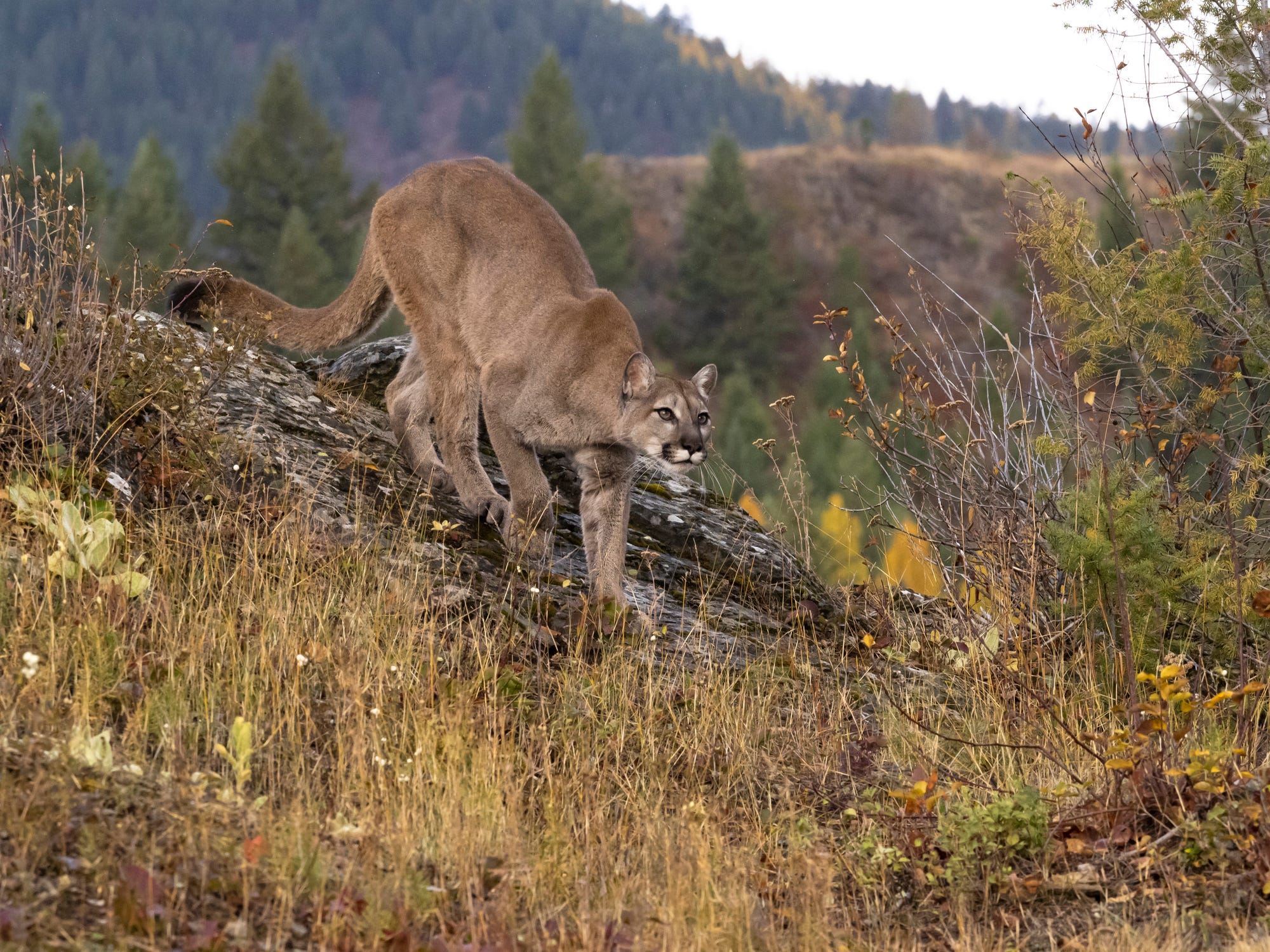 Search ends for mountain lion in fatal New Year