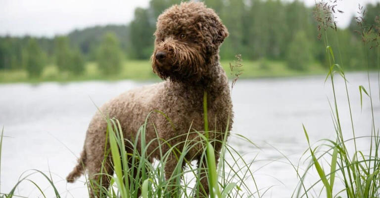 Water Dog Breeds: Dive into Top Aquatic Companions