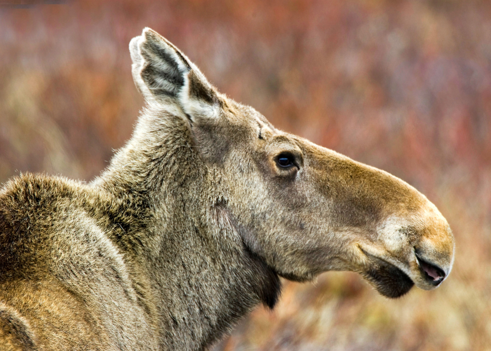 Why Wildlife Streaming Is The New Showstopper