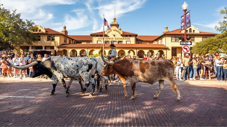 Traditional longhorn herd walk along the Live Stock Exchange building in Fort Worth, TX