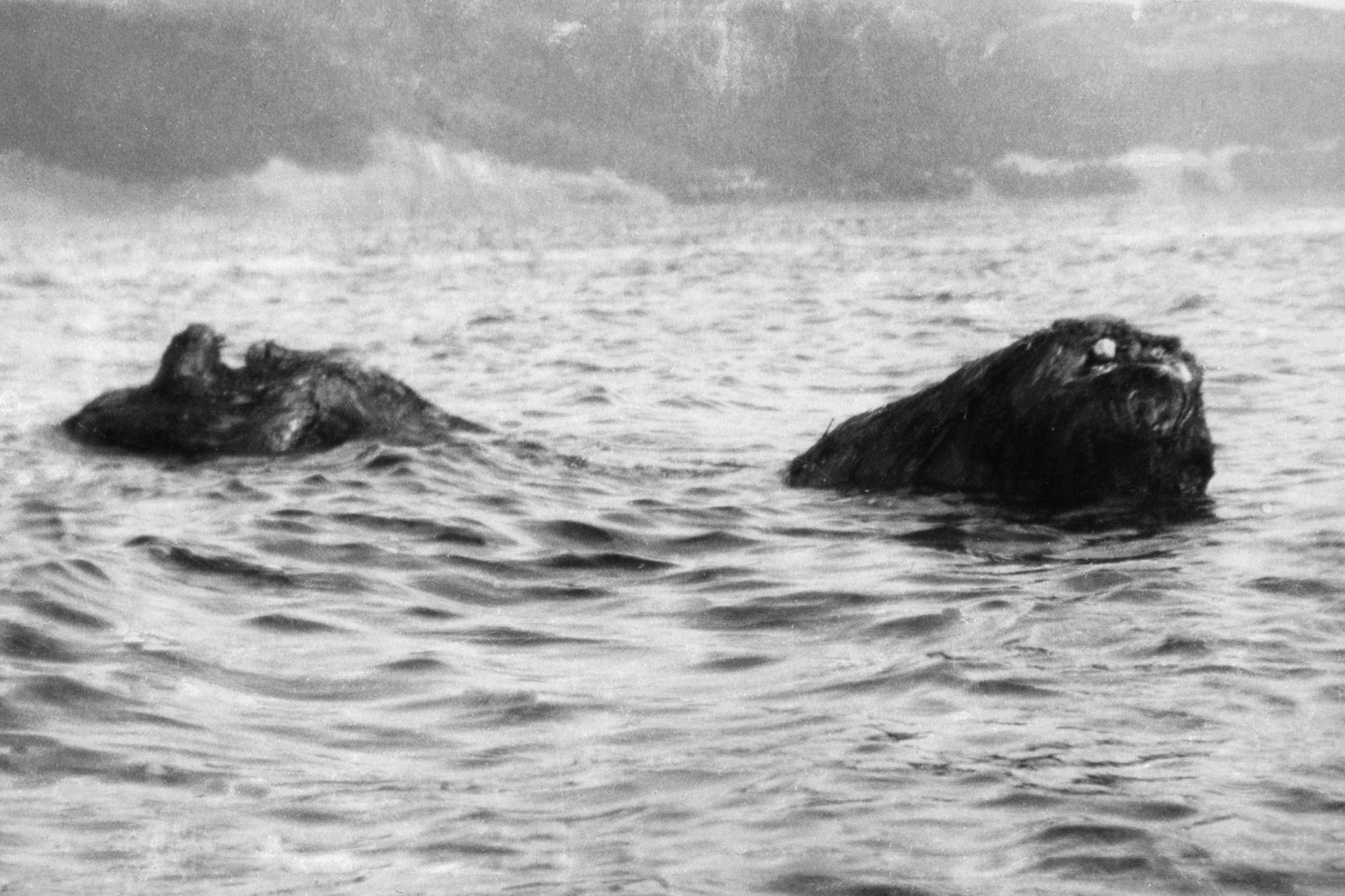 Misschien zijn het schaduwen, boomstammen... en verbeelding