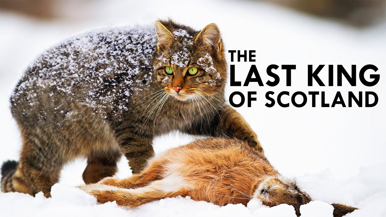 Scottish Wildcat: The Fierce Highlander Cat