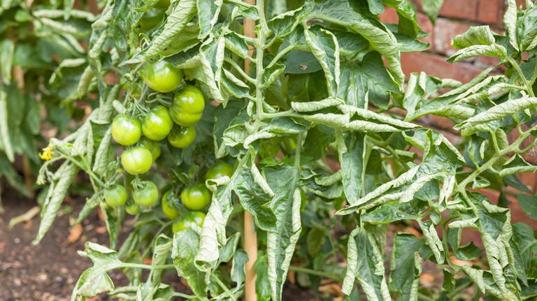 green tomatoes on a vine with curling leaves