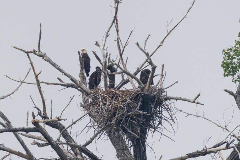 ‘Hope for recovery’: One of Standley Lake’s bald eaglets healing after ...