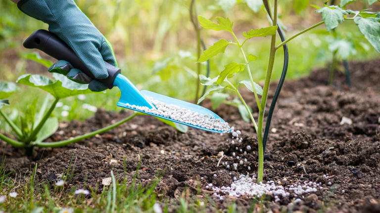 gloved hand shovels fertilizer on tomato plant