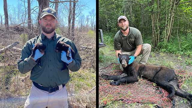 Bear cub tagged in 2023 now a #39 lean and leggy #39 2 year old Bear cub tagged in 2023 now a #39 lean and leggy #39 2 year old