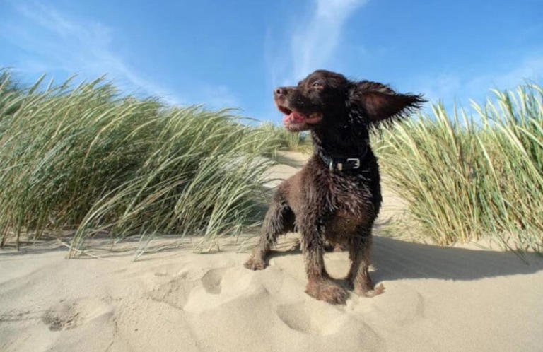 This beach is the most dog friendly in East Sussex according to new survey