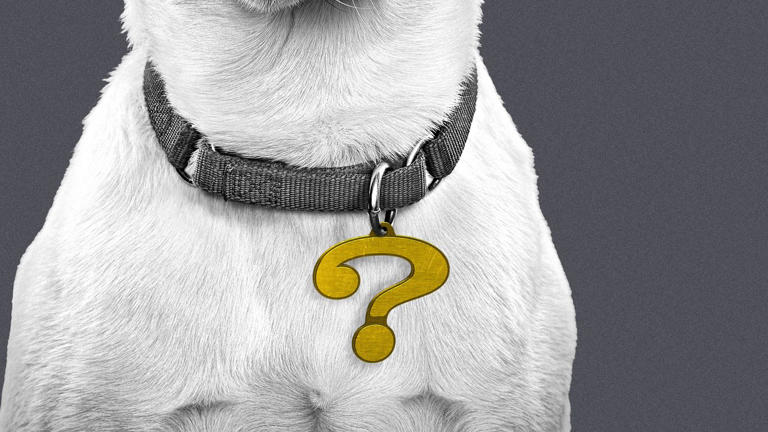 The great dog poop etiquette debate