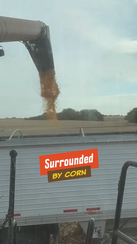 surrounded-by-corn