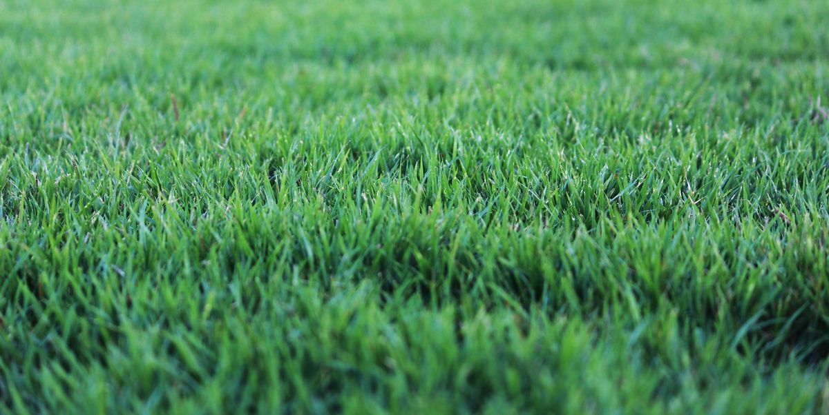 Beautiful view of Lawn Swapper Lawn Grass Oil Toxicity In Dogs
