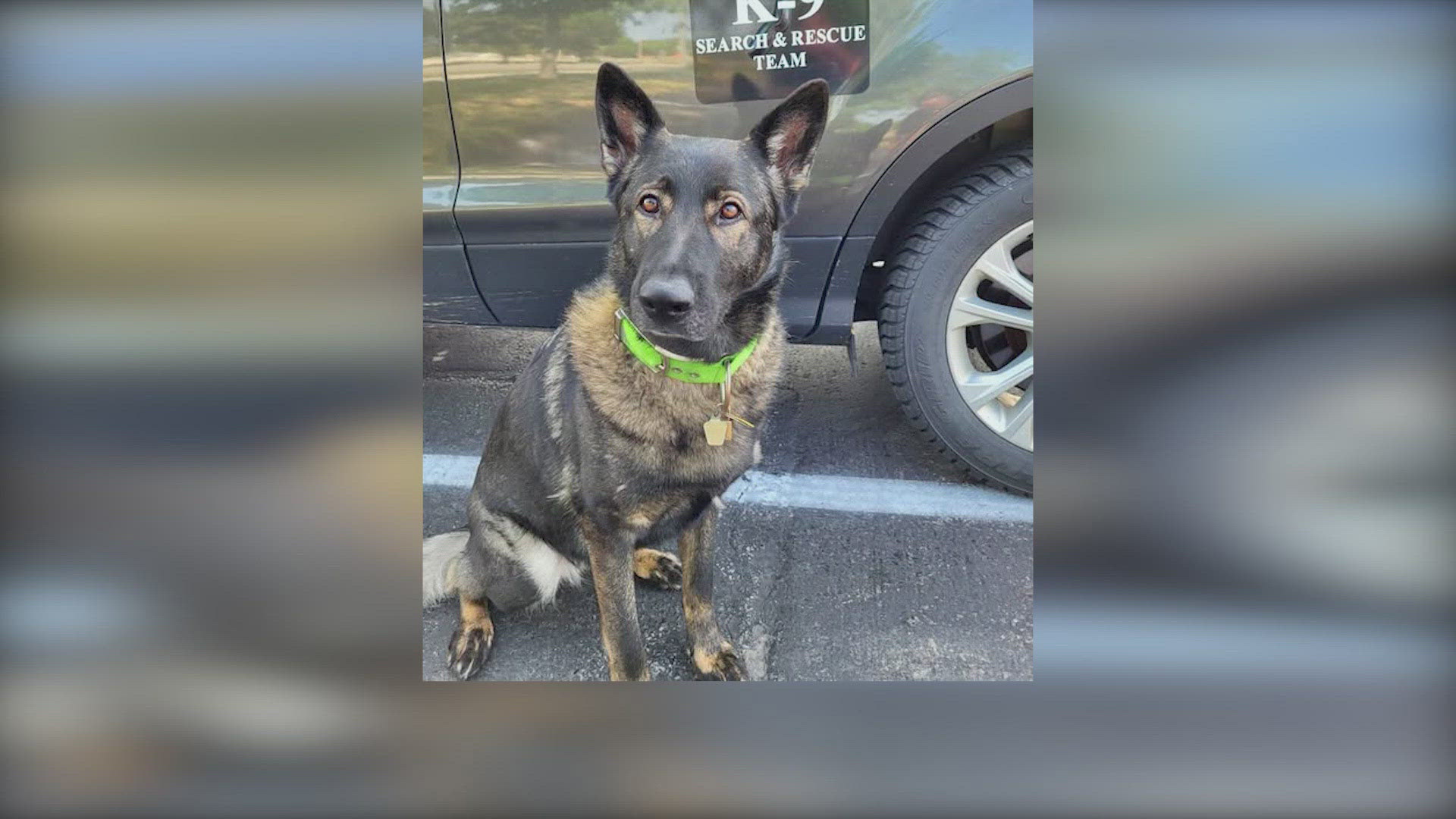 Beloved K9 'Roxy' dies unexpectedly after returning home from helping ...
