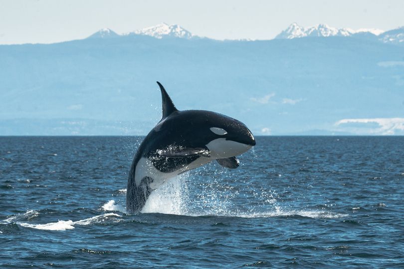 Killer whale warning for British sailors after orcas attack yacht in Spain(02)