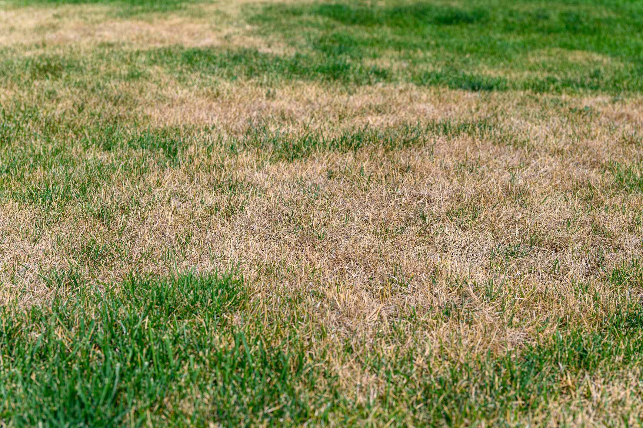 If You See Any of These 8 Signs in Your Lawn, Your Grass Needs Help Fast