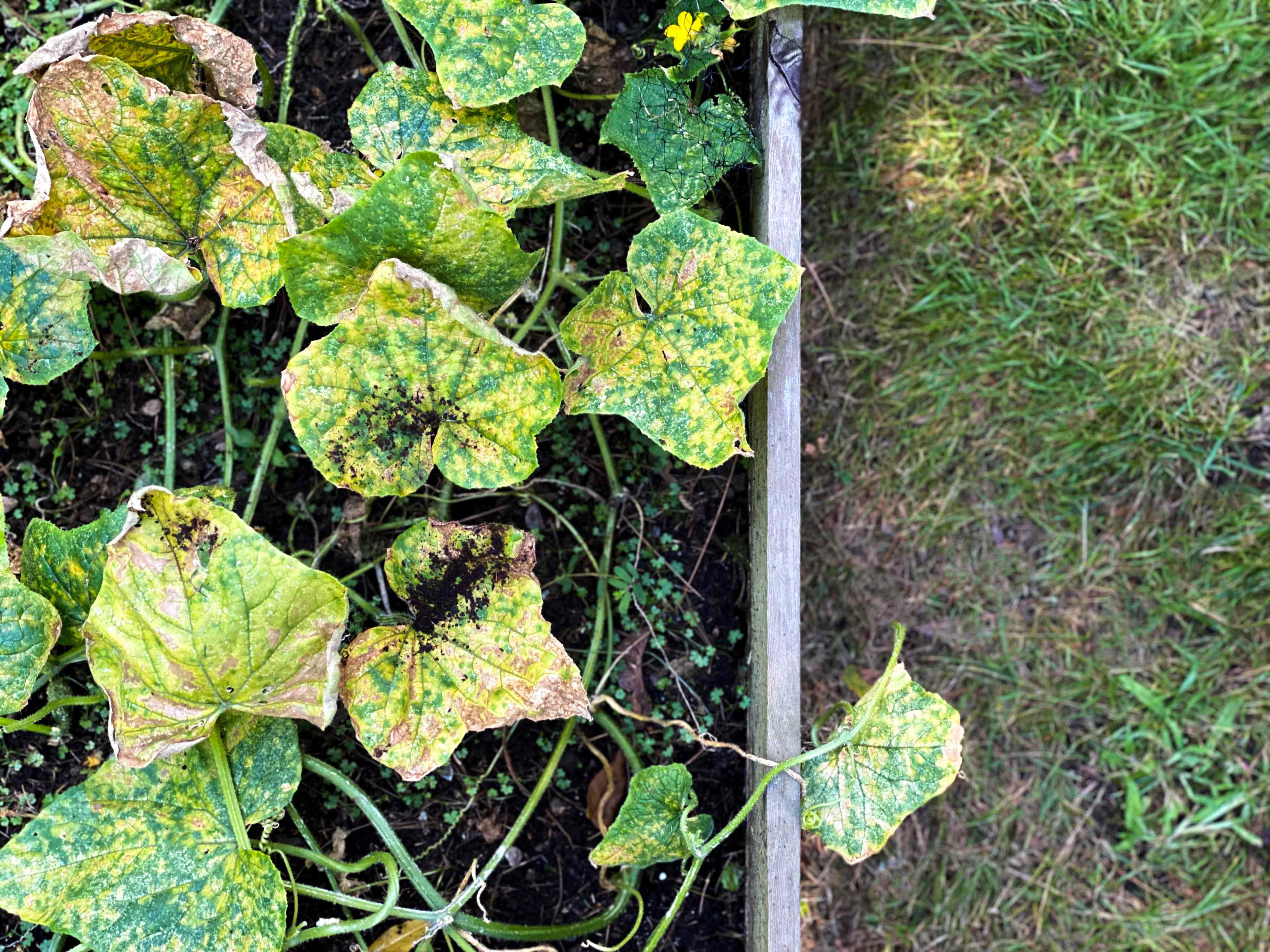 7 Reasons Your Cucumber Leaves Are Turning Yellow And How To Fix Them