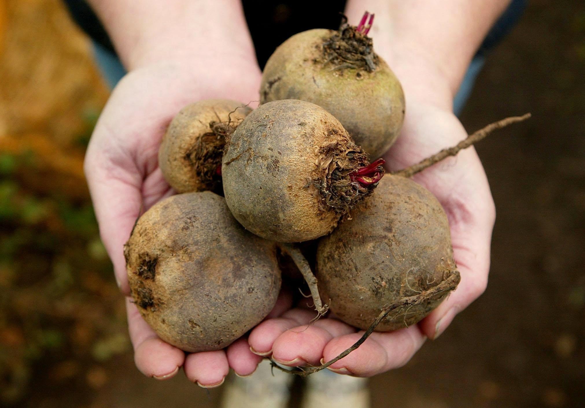 Older adults are encouraged to consume more nitrate-rich vegetables (PA)