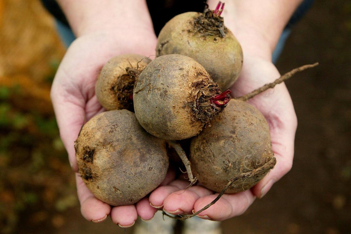 Why over-60s should be drinking more beetroot juice