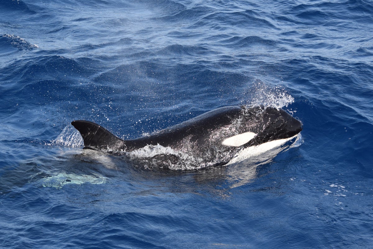 British sailors warned after killer whales ram boat off coast of
