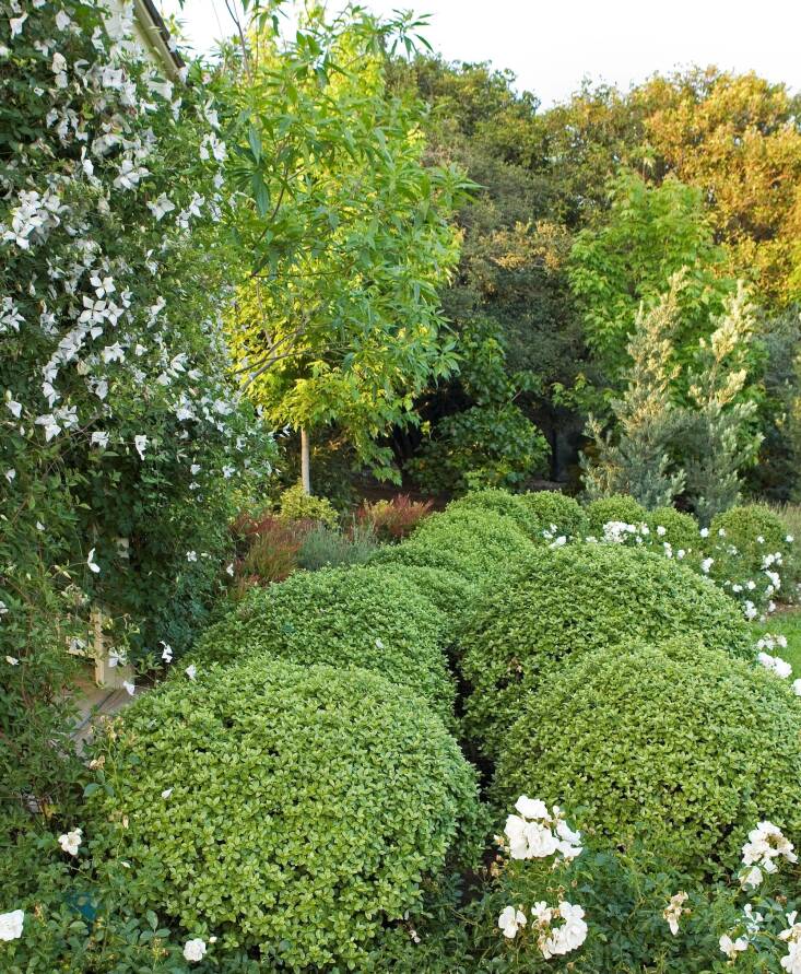 5 Favorites: Naturally Rounded Evergreen Shrubs