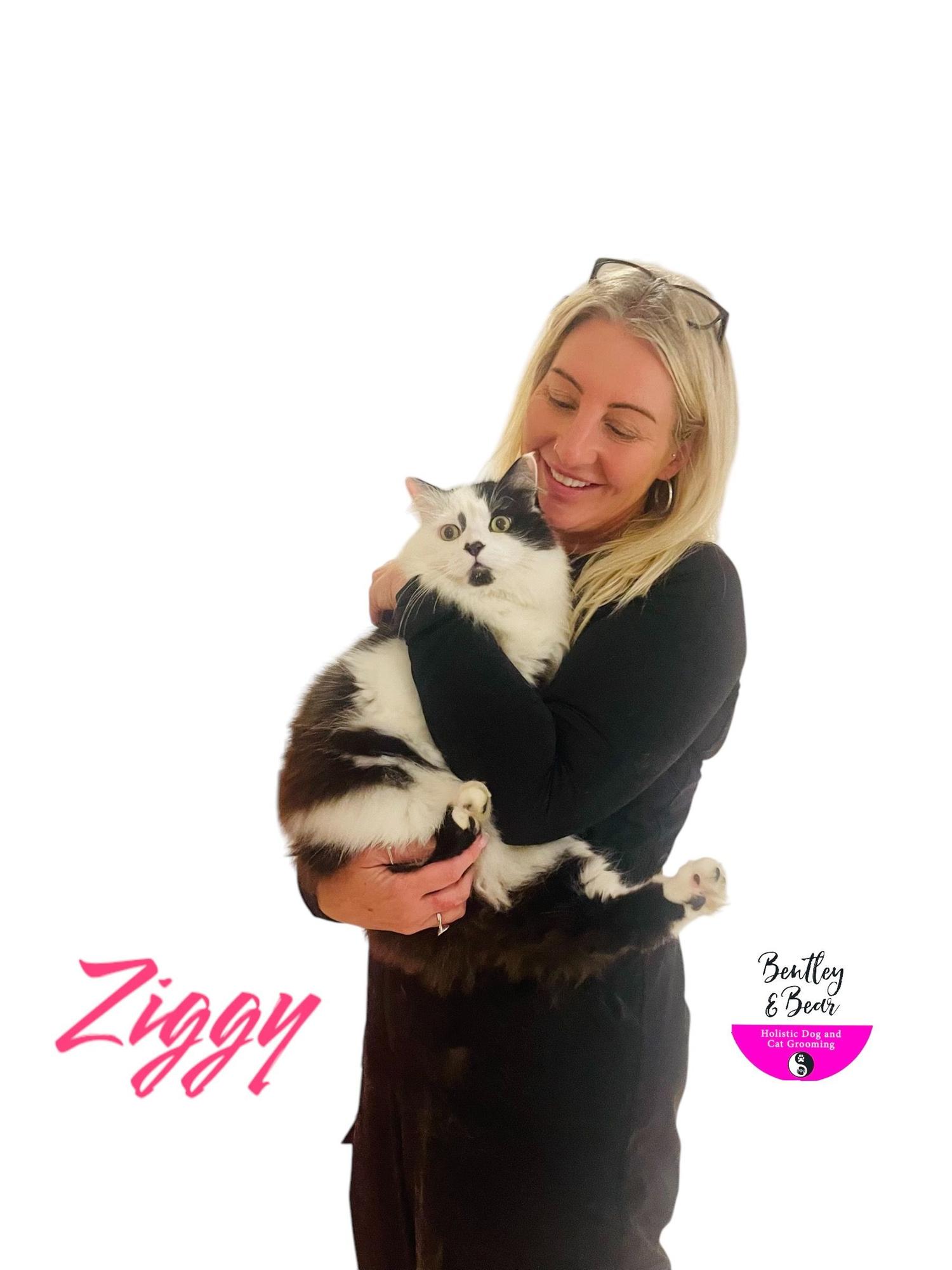 Cat Grooms Human: A Whisker Away from Bonding