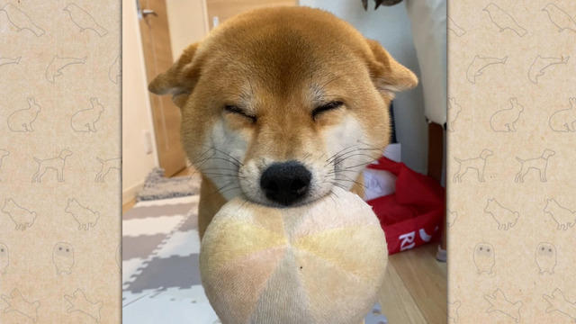 大谷翔平の愛犬「デコピン」で話題！“コーイケルホンディエ”の愛らしい