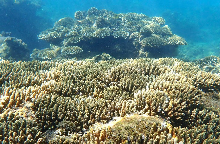 Vì sao vịnh Nha Trang mất gần 200ha san hô trong hơn 20 năm?