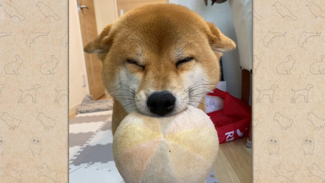 大谷翔平の愛犬「デコピン」で話題！“コーイケルホンディエ”の愛らしい